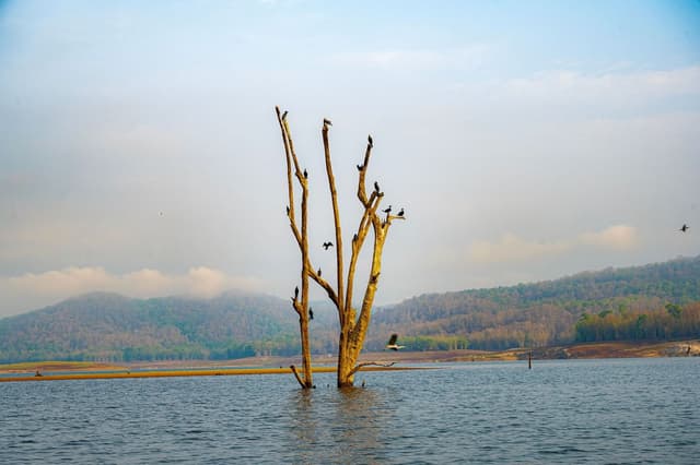 Periyar Lake
